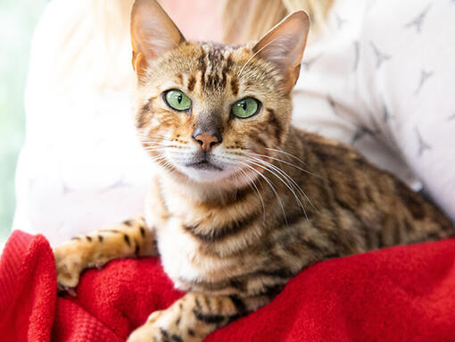 All About Cats - Find All Our Advice For Cat Owners | Purina