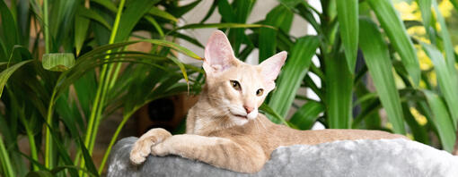 Cat lounging next to house plants