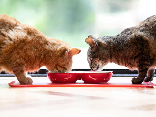 Two cats eating