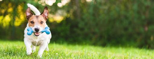 Brown and white Jack Russell Terrier running towards camera with blue toy.