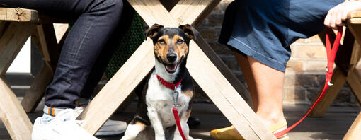 Dog sat under table