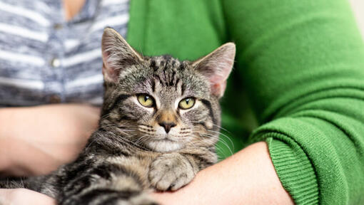 Grey tabby cat store breed