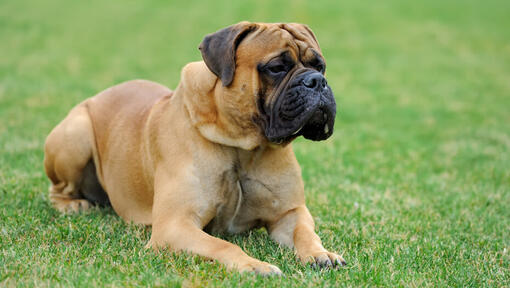 large breed working dogs