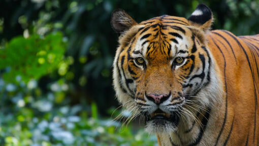 21 Fun Facts You Won't Believe About The Tiger