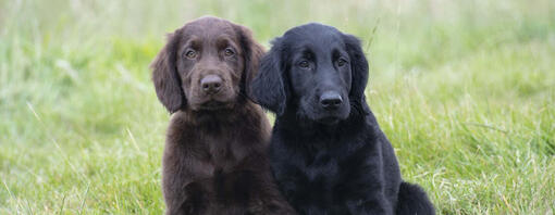 Brown and black dog sitting in grass field