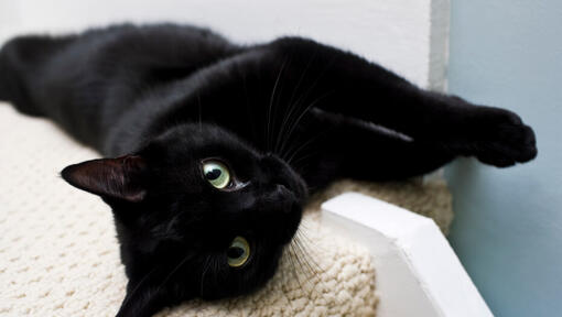 Types of hot sale black cats breeds