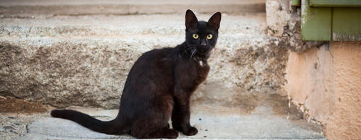 Black Bombay cat sitting on a step.