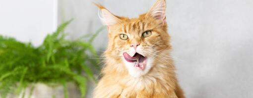 Bad Breath In Cats Causes Treatment Advice Purina