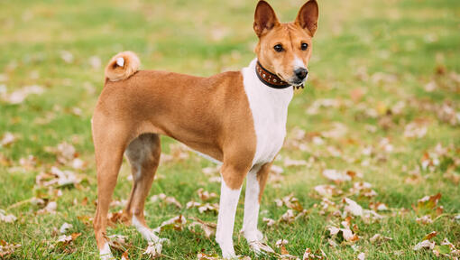 Basenji as a store pet