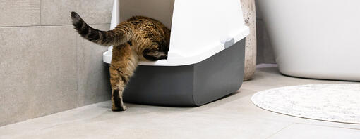 Cat walking into litter box