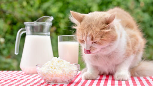 is cheese bad for kittens