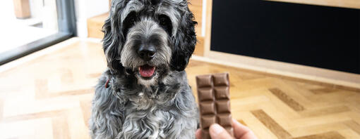 Dog consumed chocolate best sale