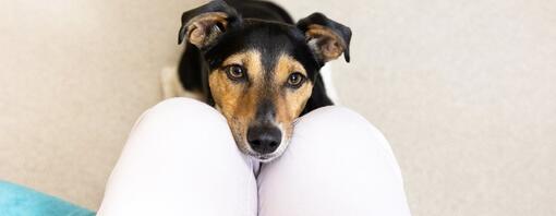 Jack Russell Terrier with head in lap of owner.