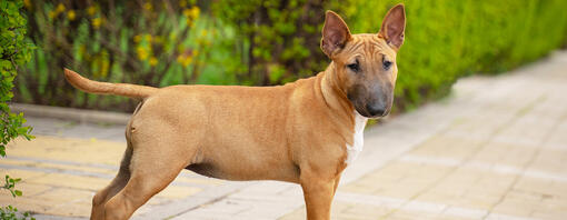 Dog standing in a garden