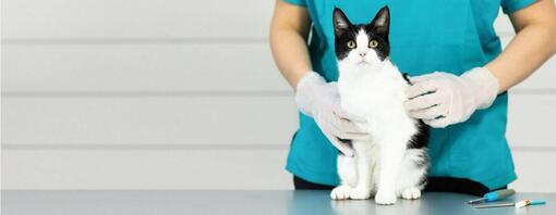 cat at the vet