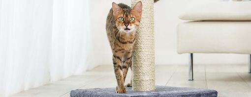 striped cat rubbing against scratching pole