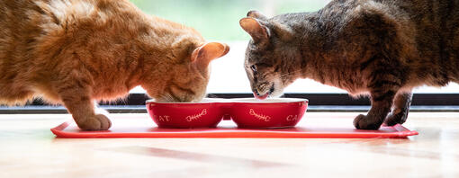 All You Need to Know About the Cat Digestive System Purina