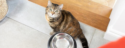 How to Spot and Treat Food Allergies in Cats Purina