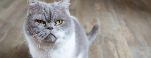 Stomatitis In Cats Causes Symptoms Treatment Purina