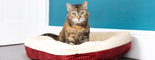 Cat sitting in red bed