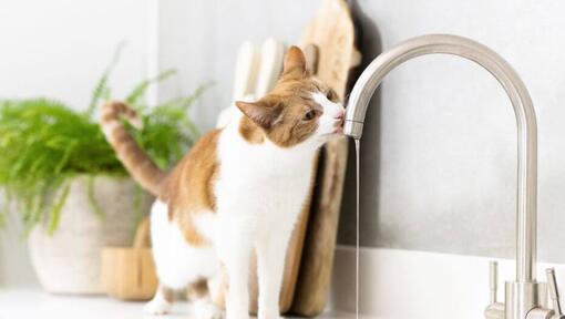 Best cat best sale water bowl