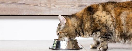 Which Cat Water Bowl is Best Purina UK