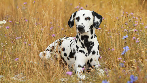 Dalmatian dog hot sale similar breeds