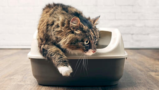 dry cat food causing diarrhea