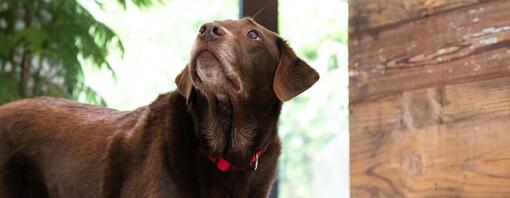 Chocolate Labrador in front of plant, looking up.