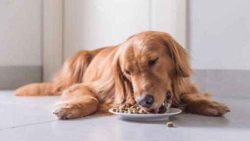 what to feed my dog that is throwing up
