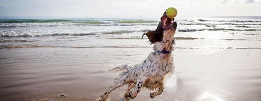 spaniel catching a tennis ball on the beach