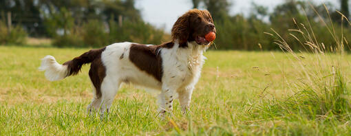 Dog standing with ball toy in field