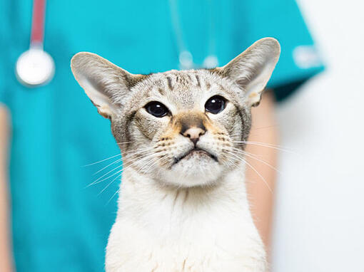 cat at the vet