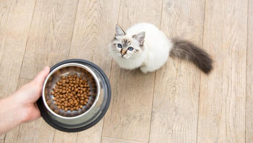 cat food for pregnant cats