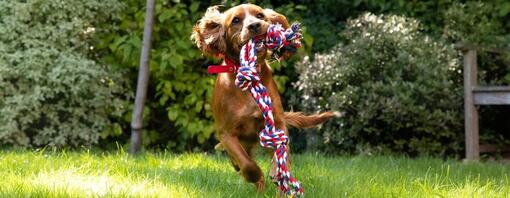 Dog playing with toy outside