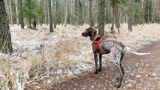 is german shorthaired pointer large breed