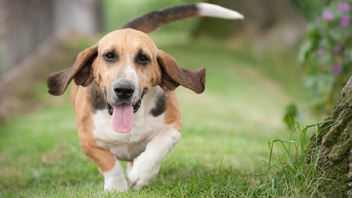 Hound Dog Breeds: Sizes, Personality & Behaviour