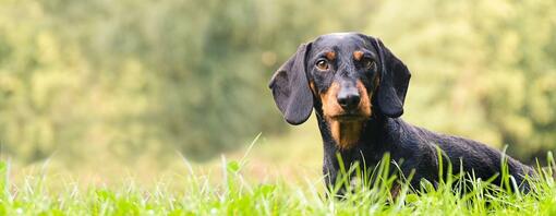 30 Hound Dog Breeds Every Dog-Lover Should Know