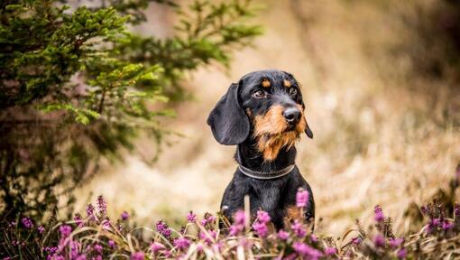 Black and deals white dog names