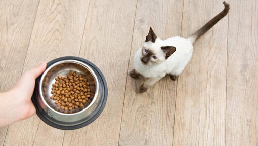 can i feed my cat dog food once