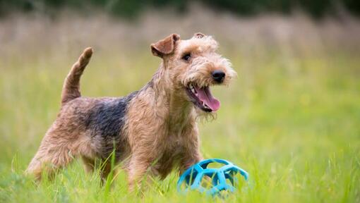 how tall is a lakeland terrier