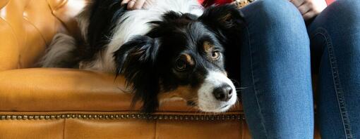 Dog laying with cat on sofa