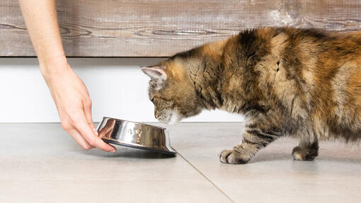 Cat food diabetes listing page