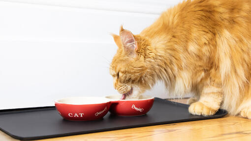 Cat food renal kidney listing page