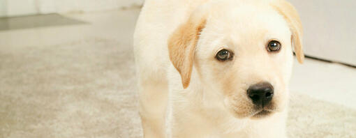 Labrador puppy looking at camera