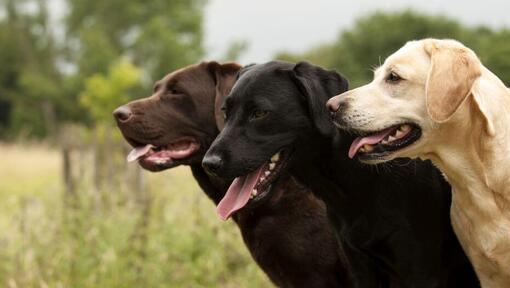 labrador retriever purina