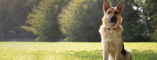 Alsatian in field