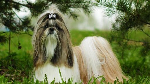 purina shih tzu