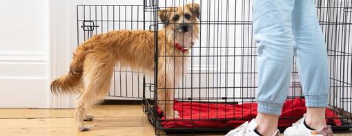 scruffy dog walking into a playpen