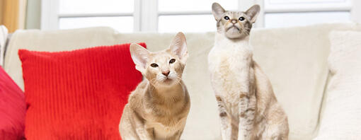 Two cats sitting on a sofa with red cushions